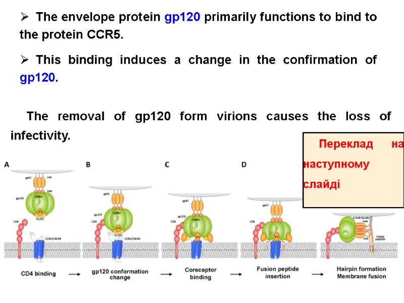 The envelope protein gp120 primarily functions to bind to the protein CCR5.  This